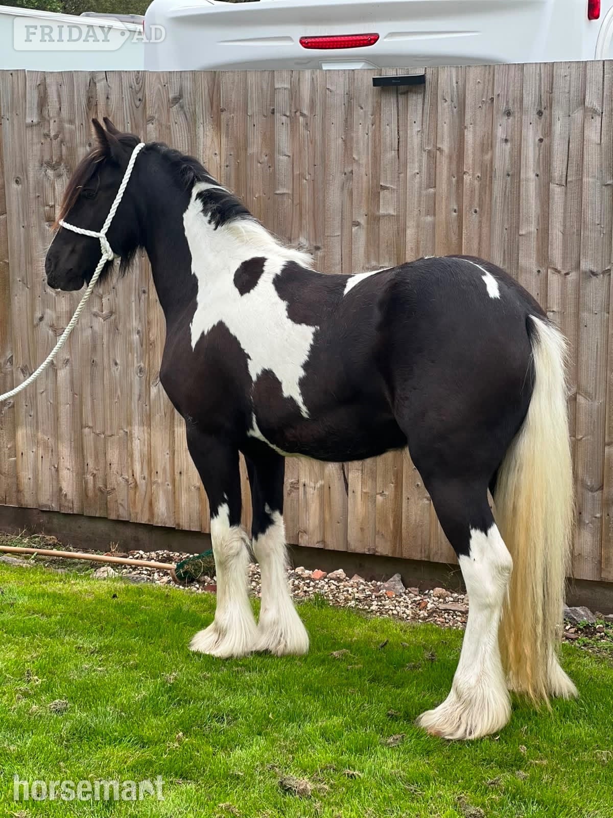 "THEOAKS PRETTY DIAMOND " Coloured Filly Cob/Heavy Horse - Horses