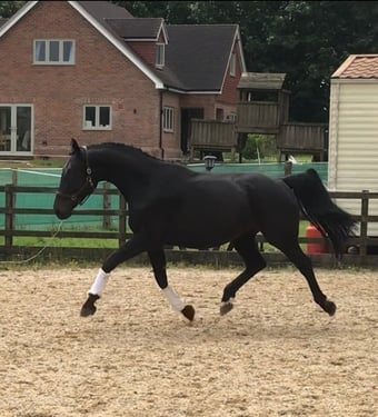 "Cassie" Dark Bay Mare All Rounder