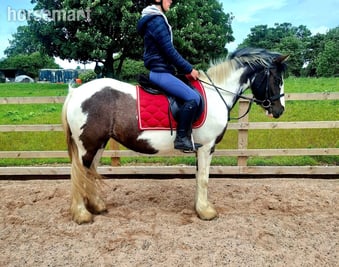 "Kay" Piebald Mare All Rounder