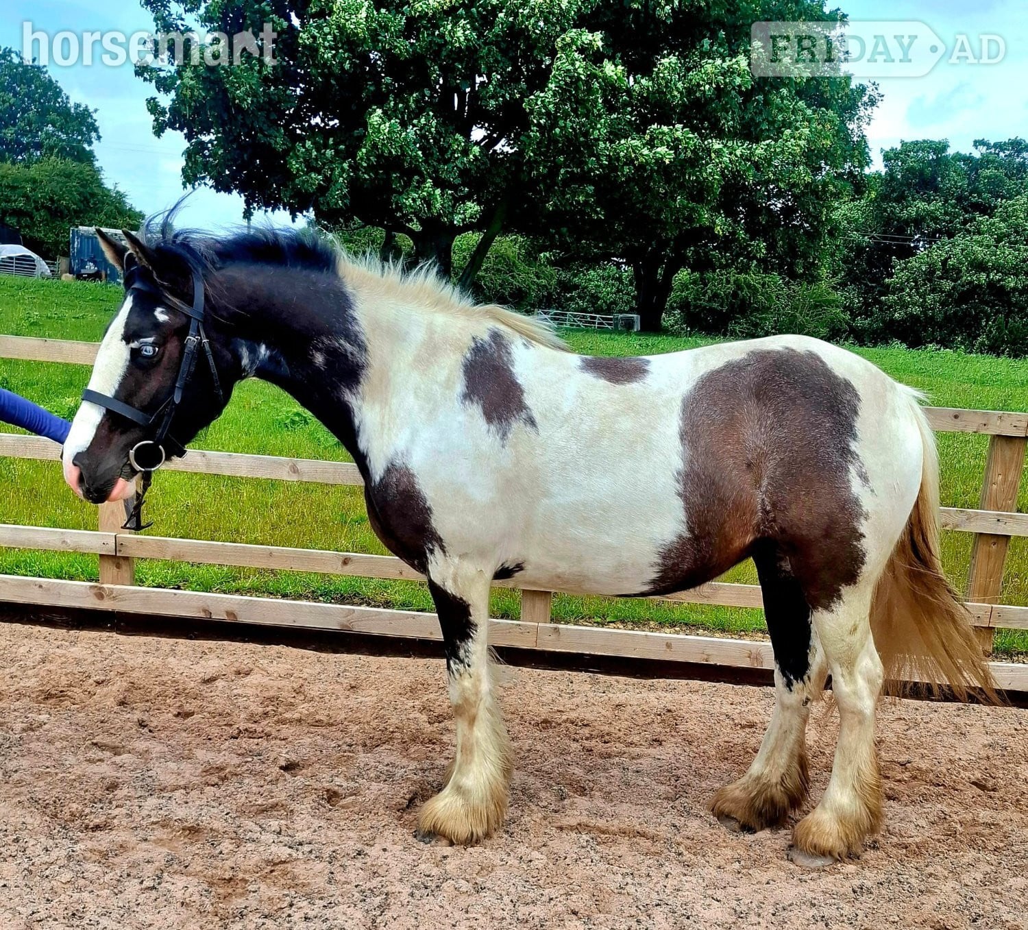 "Kay" Piebald Mare All Rounder - Horses in Leeds