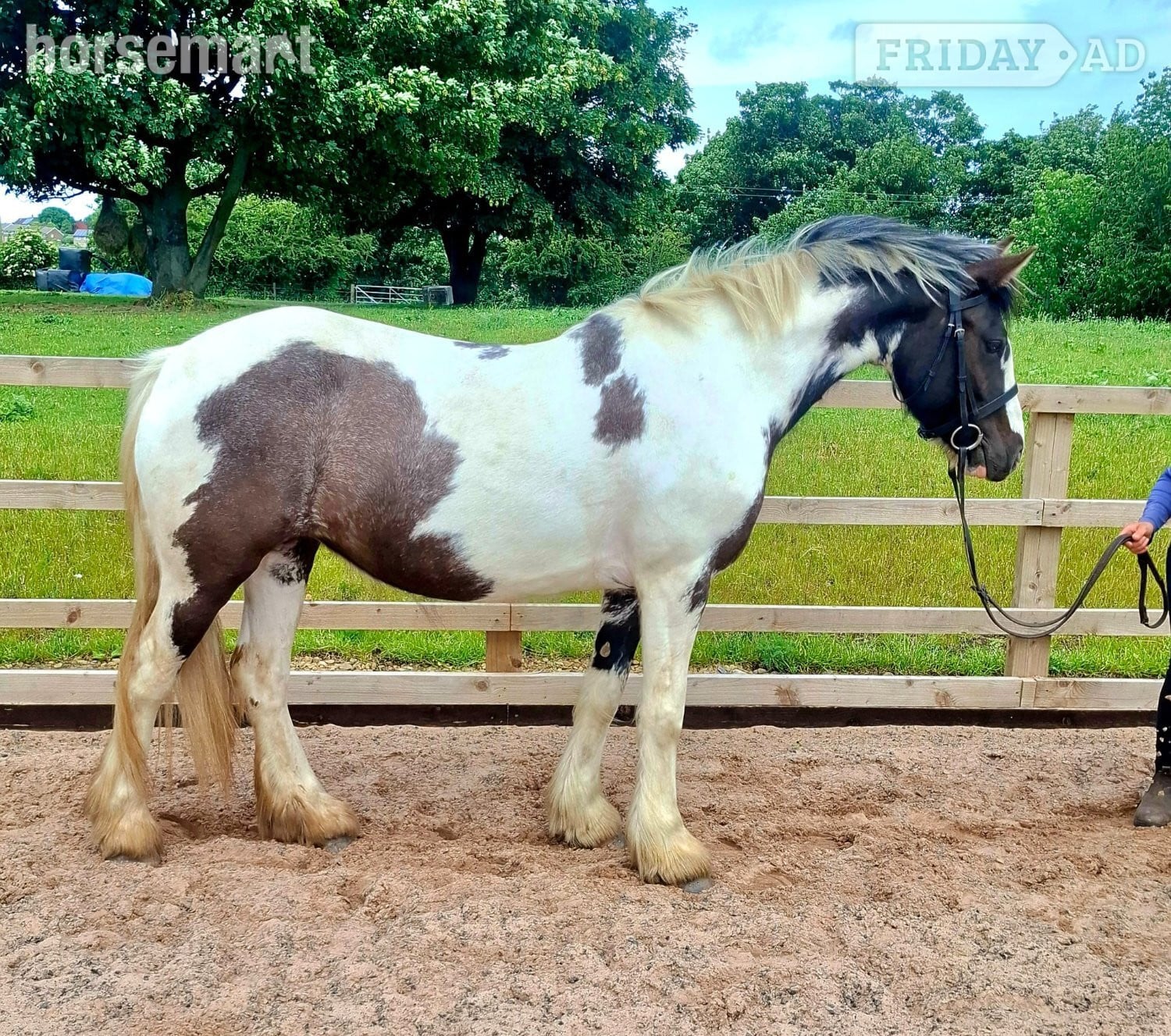 Leeds "Kay" Piebald Mare All Rounder