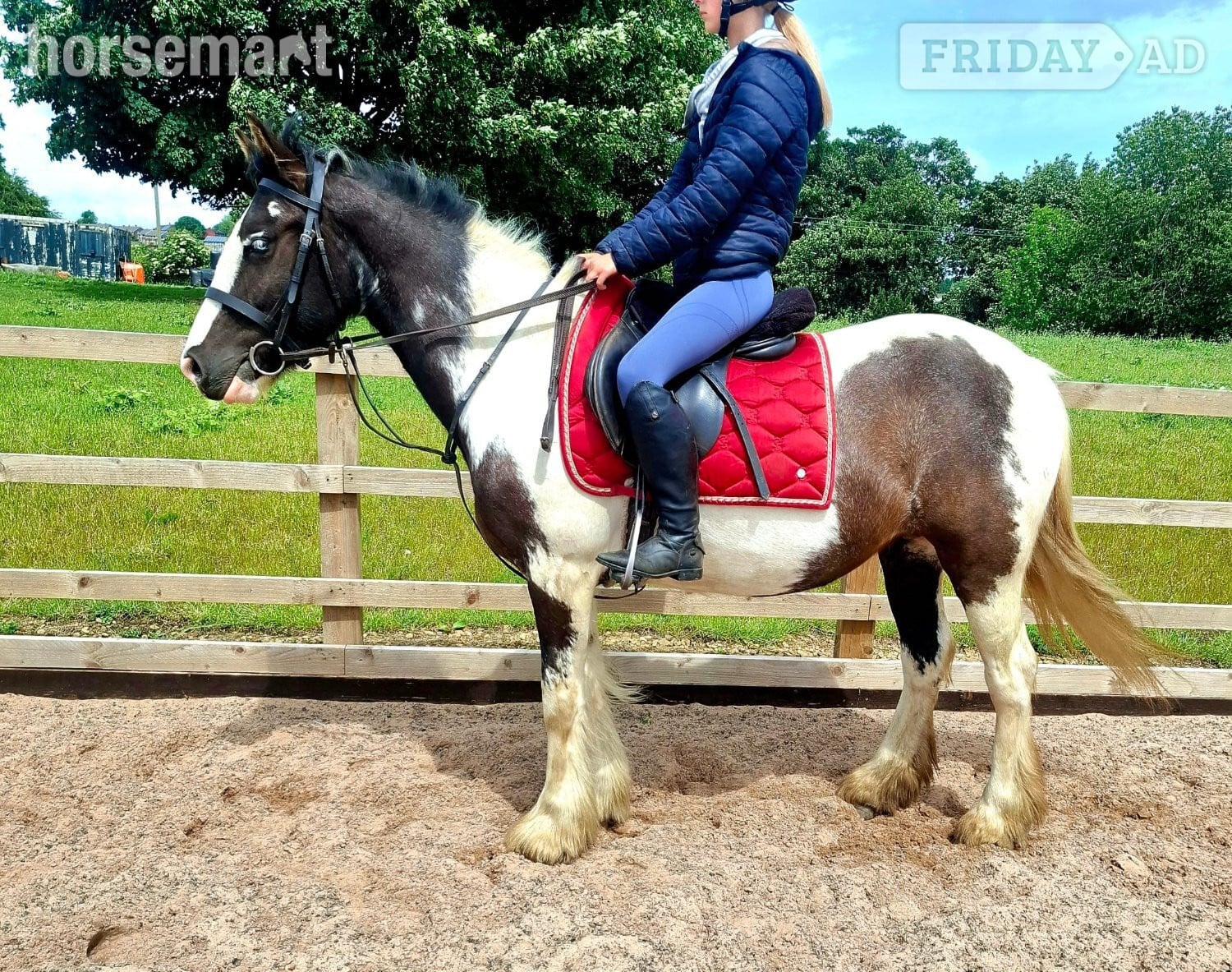 "Kay" Piebald Mare All Rounder