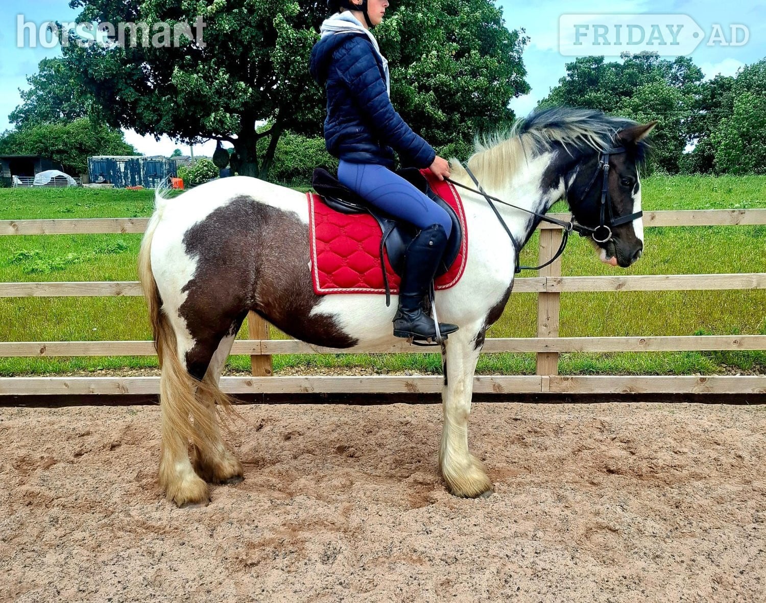 "Kay" Piebald Mare All Rounder in Leeds