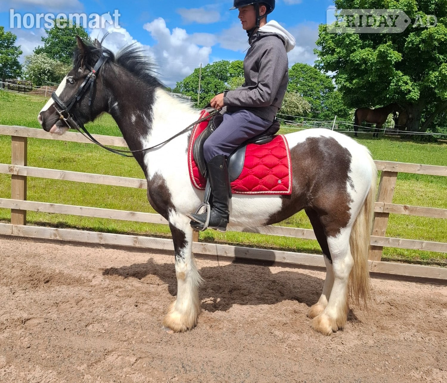 "Kay" Piebald Mare All Rounder - Horses