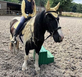 "Rosie" Piebald Mare Cob/Heavy Horse