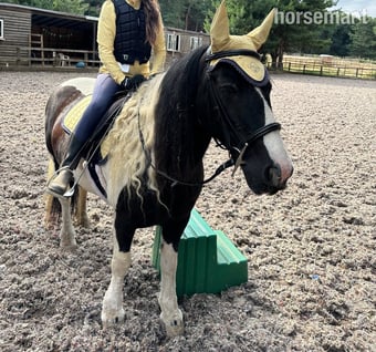 "Rosie" Piebald Mare Cob/Heavy Horse