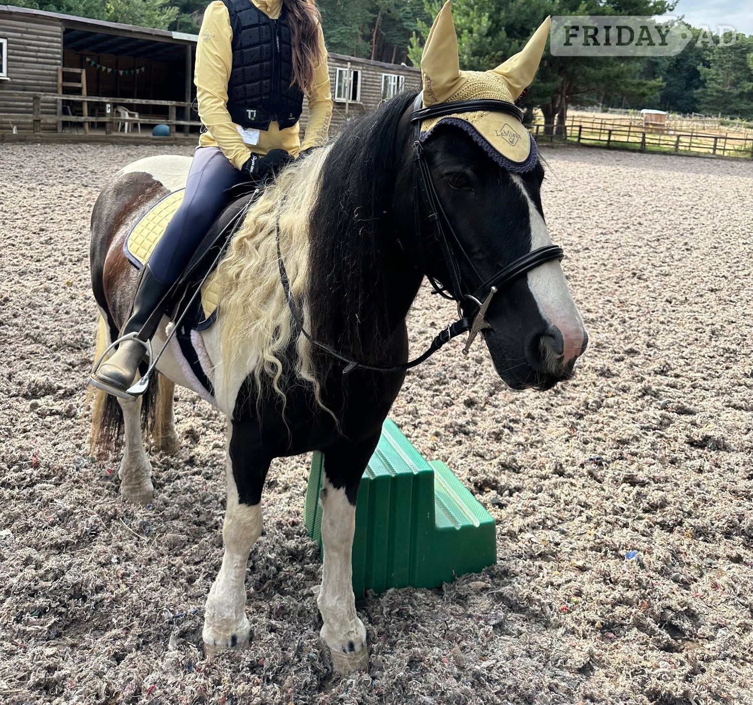 "Rosie" Piebald Mare Cob/Heavy Horse in Millbrook