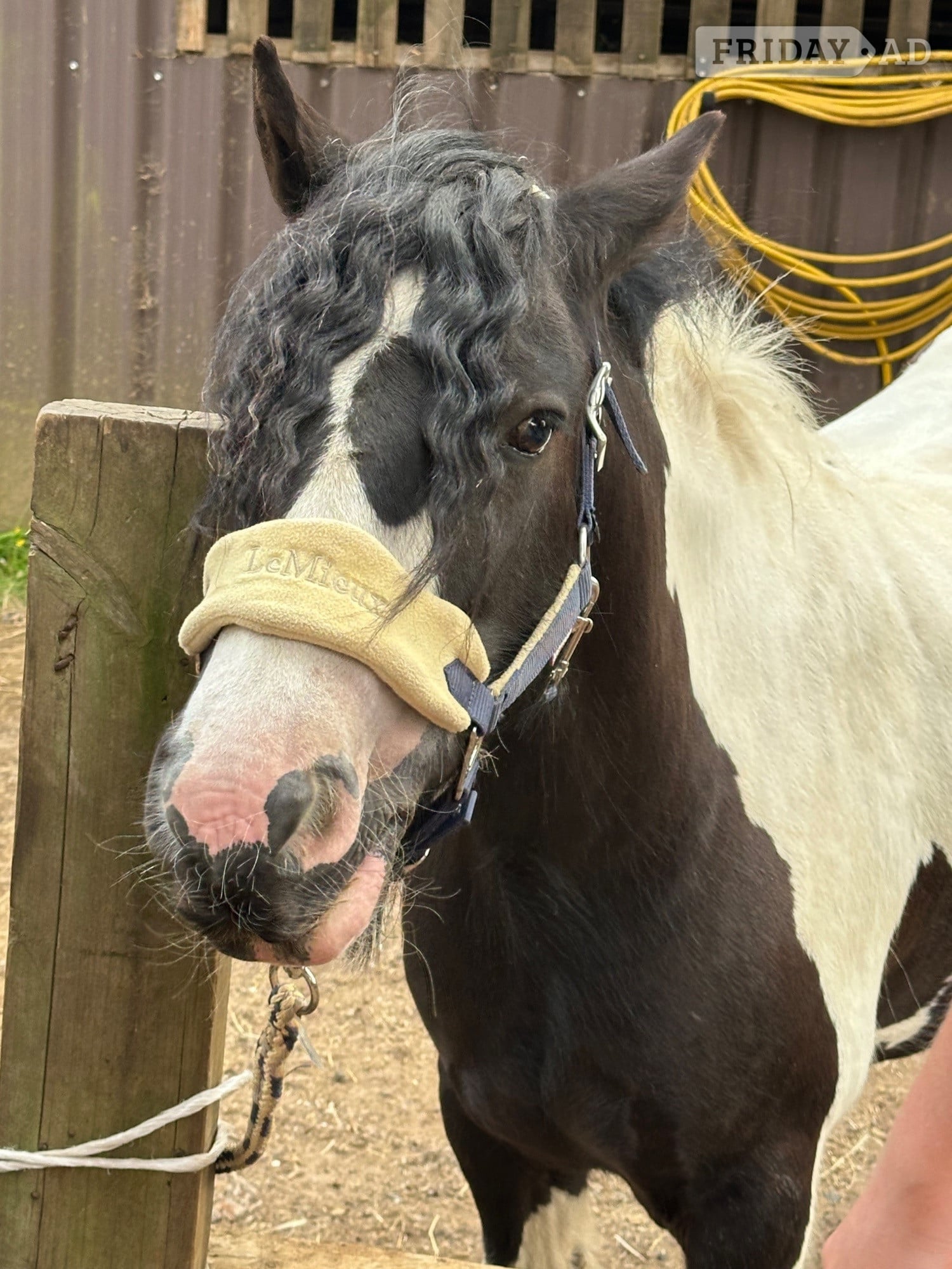 "Rosie" Piebald Mare Cob/Heavy Horse