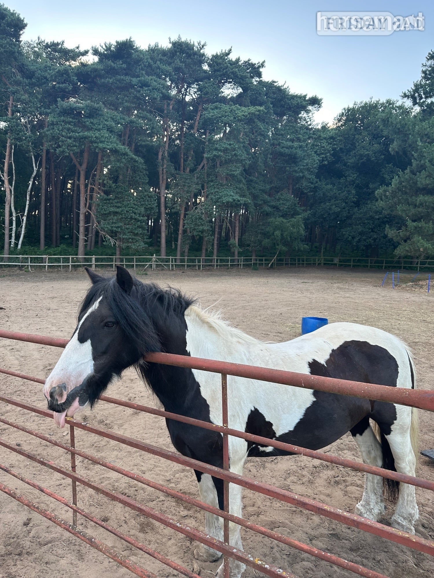 Millbrook "Rosie" Piebald Mare Cob/Heavy Horse