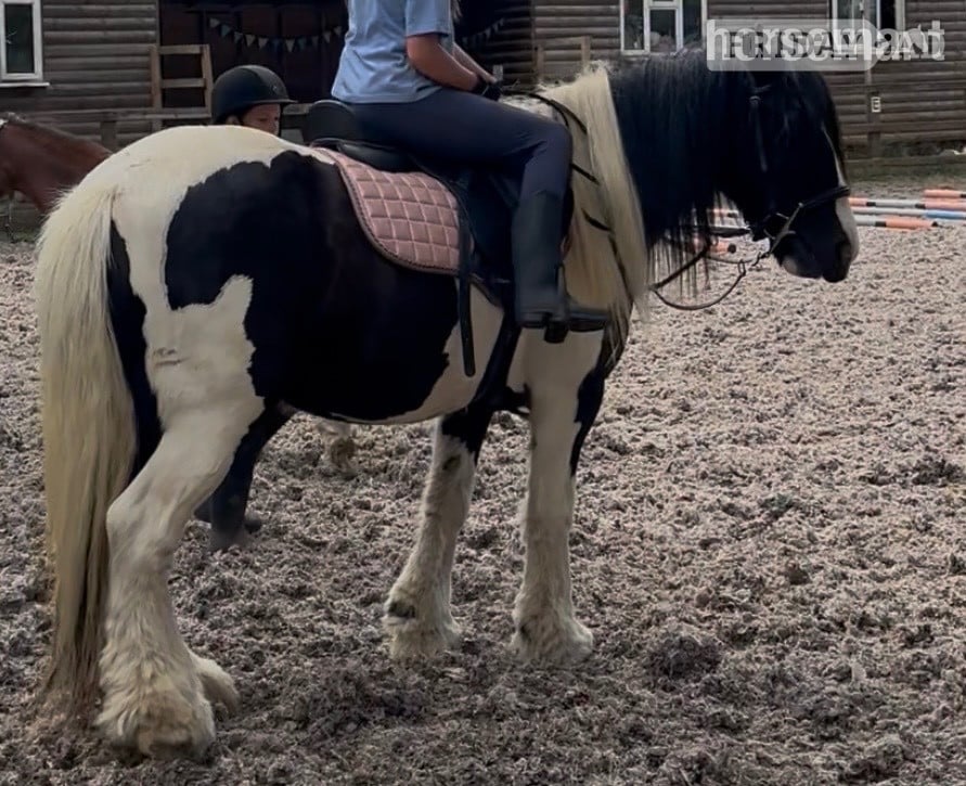 "Rosie" Piebald Mare Cob/Heavy Horse - Horses in Millbrook