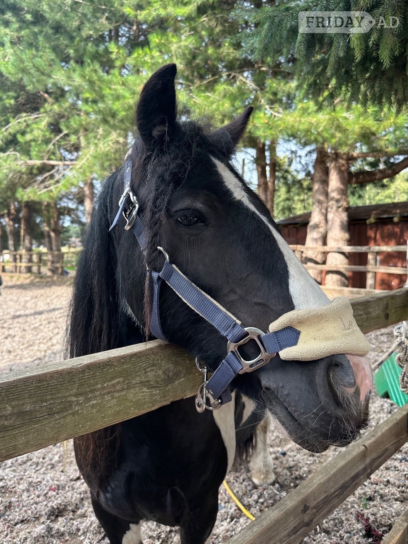 "Rosie" Piebald Mare Cob/Heavy Horse - Horses