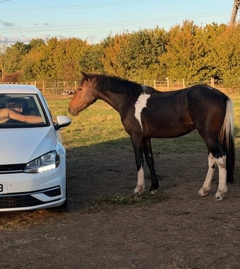 "Sherry" Skewbald Mare All Rounder