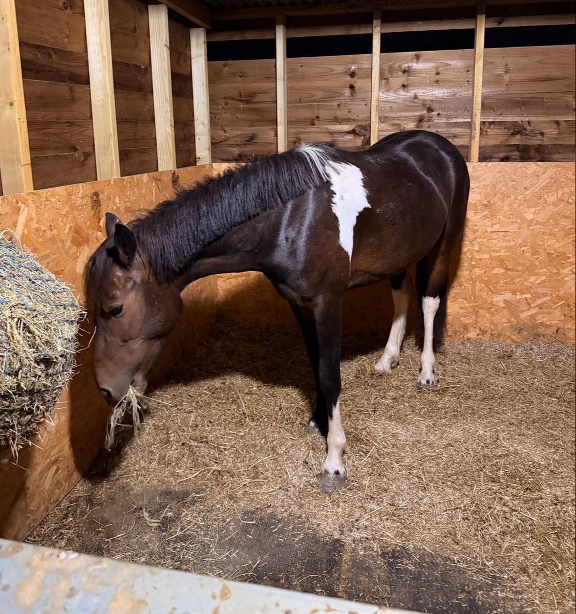 Wickford "Sherry" Skewbald Mare All Rounder