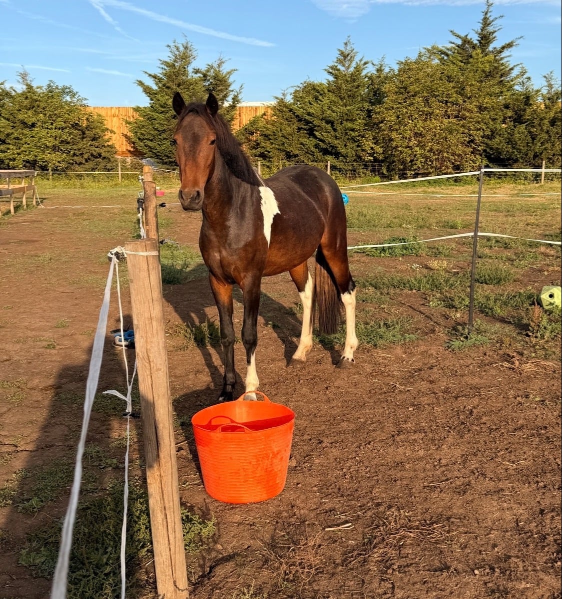 "Sherry" Skewbald Mare All Rounder - Horses in Wickford