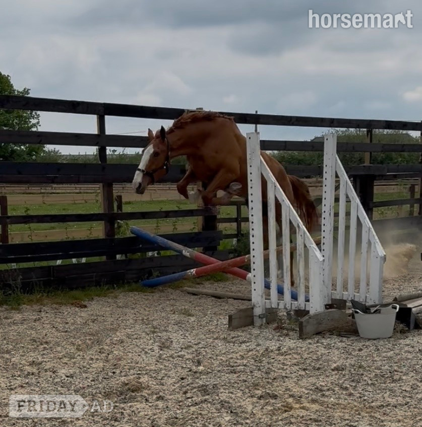 "Eddie" Chestnut Gelding Young Sport Horse -  in Newbury