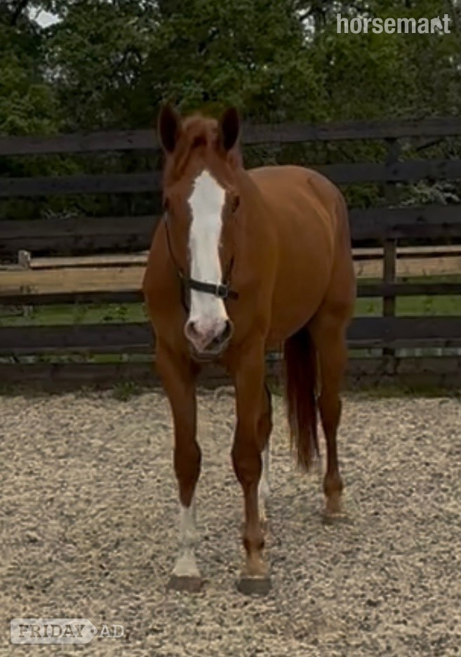 "Eddie" Chestnut Gelding Young Sport Horse in Newbury