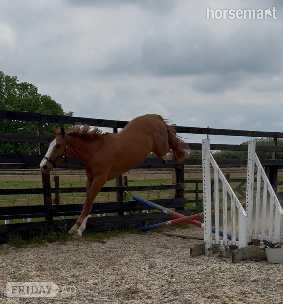 "Eddie" Chestnut Gelding Young Sport Horse