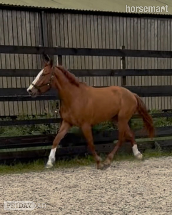 Newbury "Eddie" Chestnut Gelding Young Sport Horse