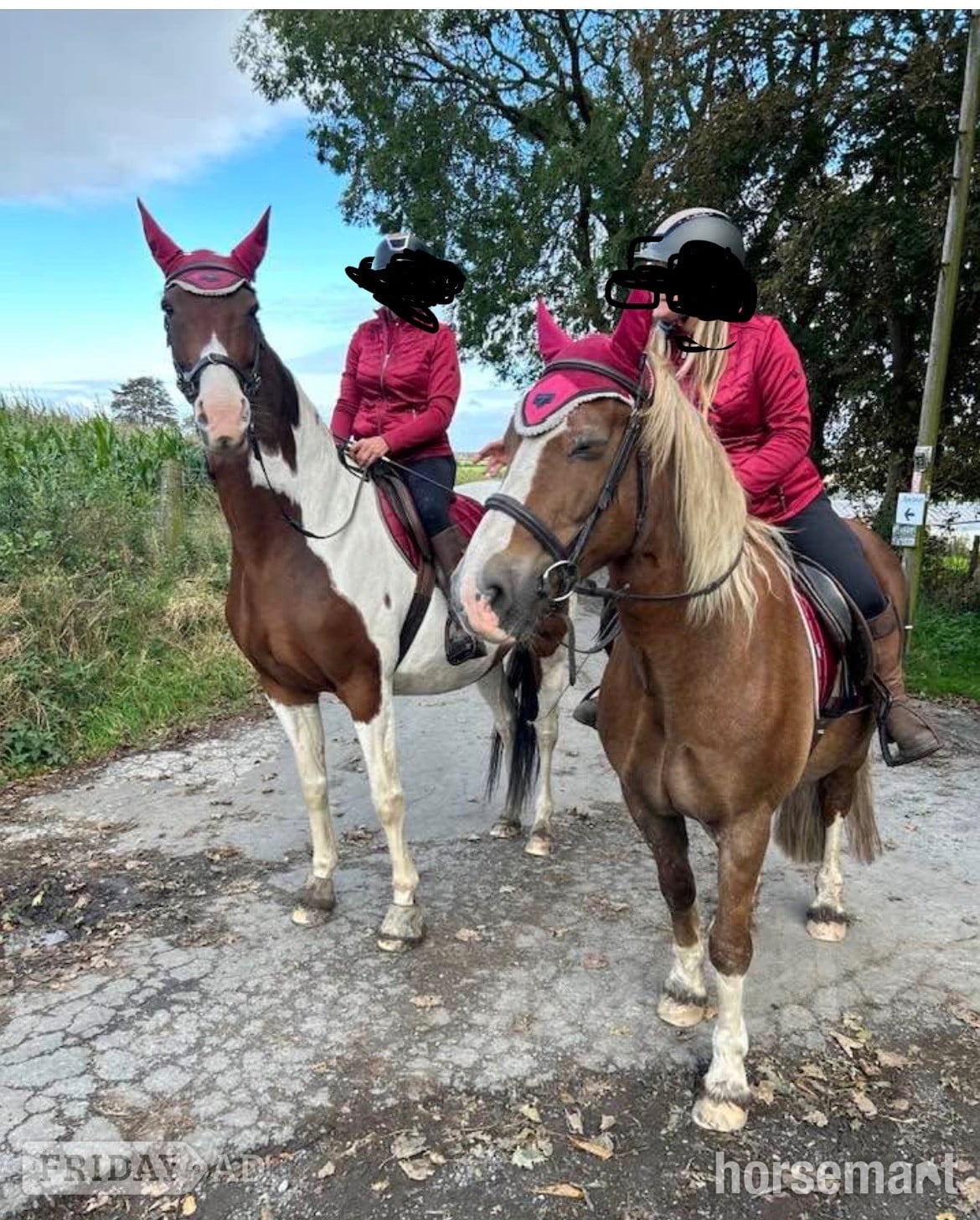 "Maisy" Skewbald Mare All Rounder in Wigan