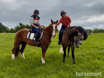 "Rambo" Chestnut Gelding Family Horse