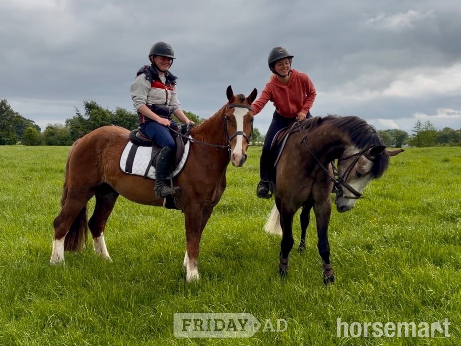 "Rambo" Chestnut Gelding Family Horse in Raheen