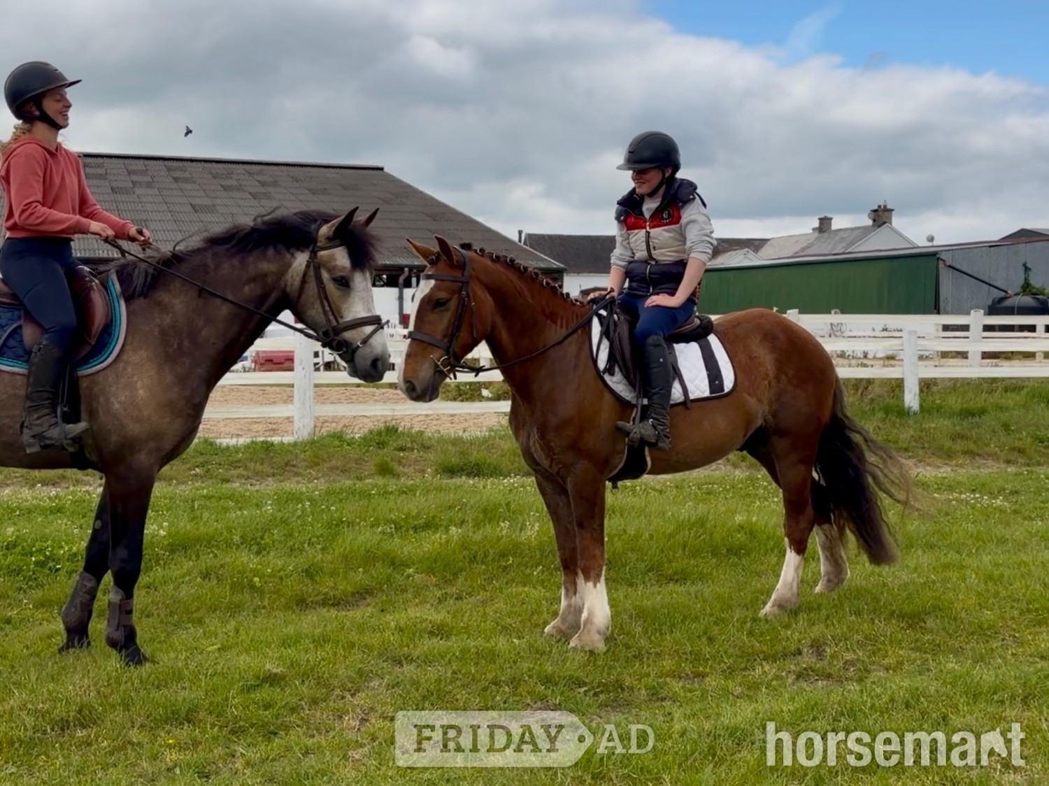 Raheen "Rambo" Chestnut Gelding Family Horse