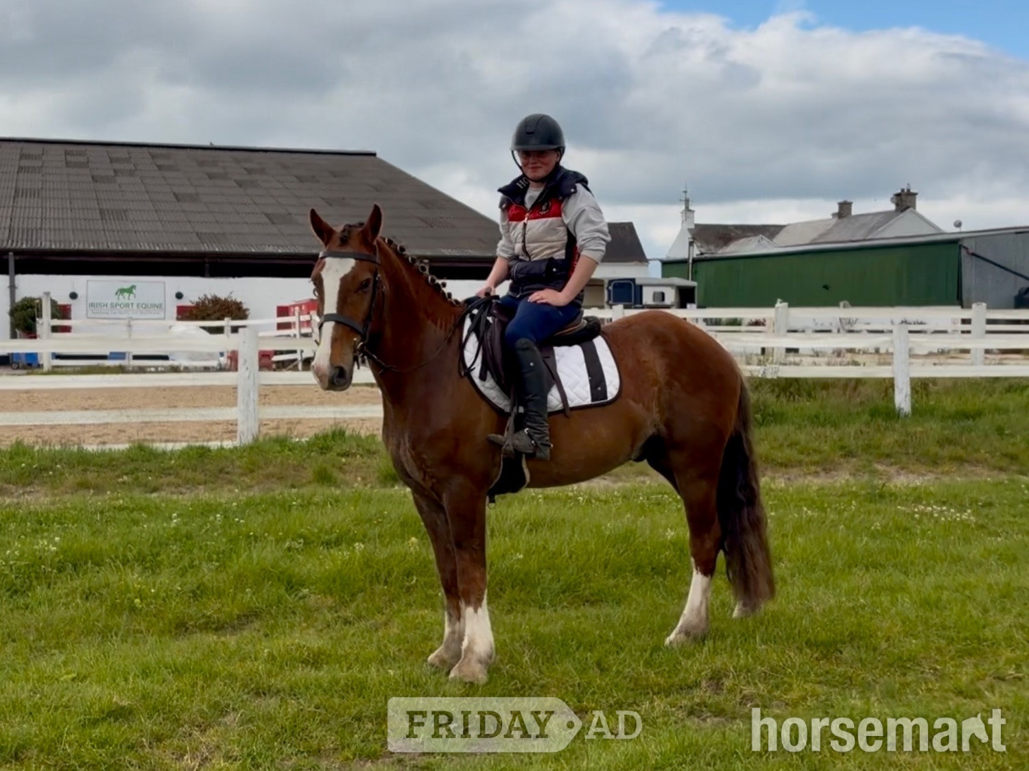 "Rambo" Chestnut Gelding Family Horse - Horses in Raheen