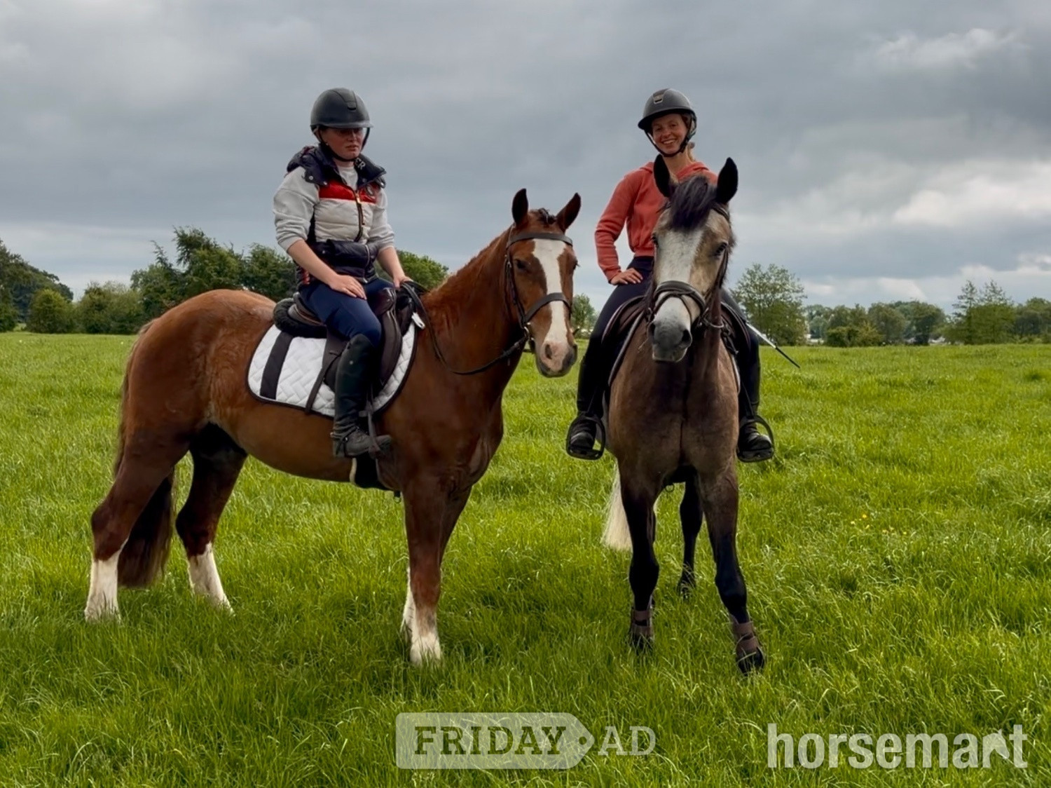 "Rambo" Chestnut Gelding Family Horse