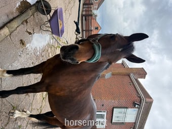 14’2 Welsh D mare - Full loan 