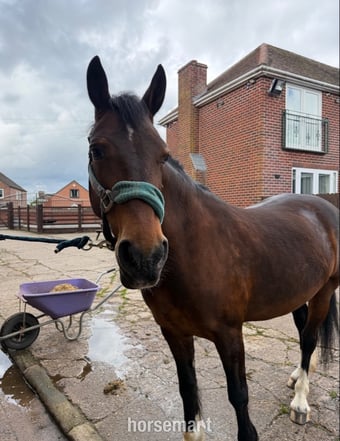 14’2 Welsh D mare - Full loan 