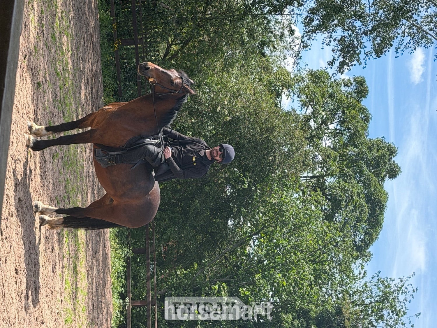 14’2 Welsh D mare - Full loan 