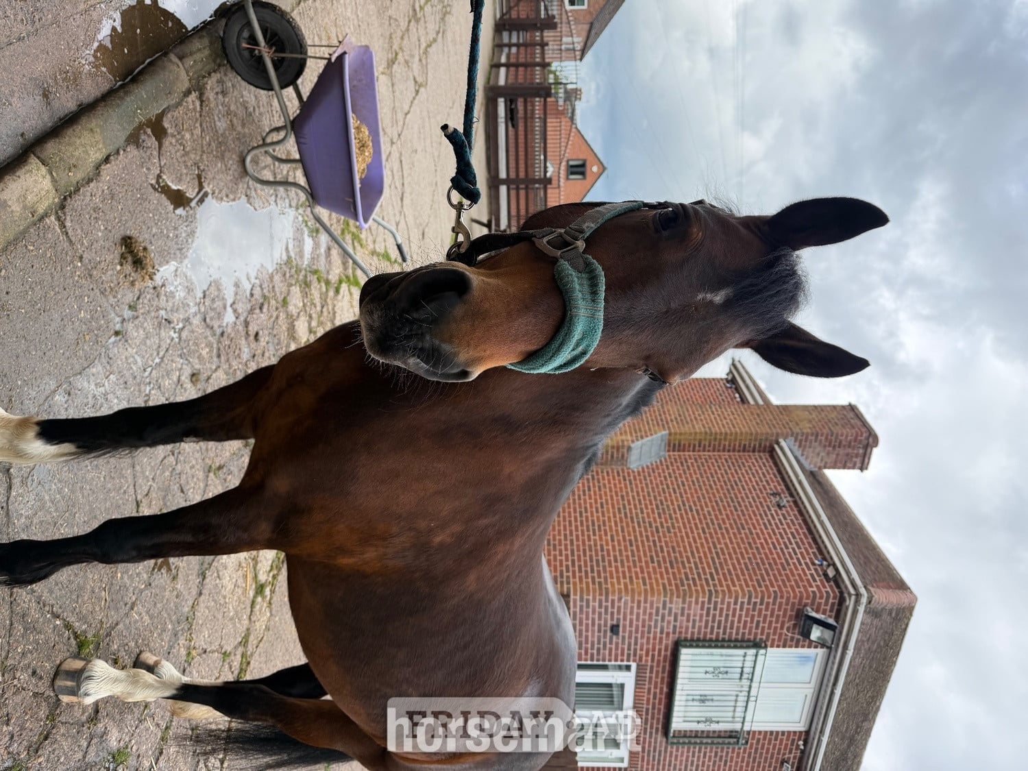 14’2 Welsh D mare - Full loan  in Stanley Common