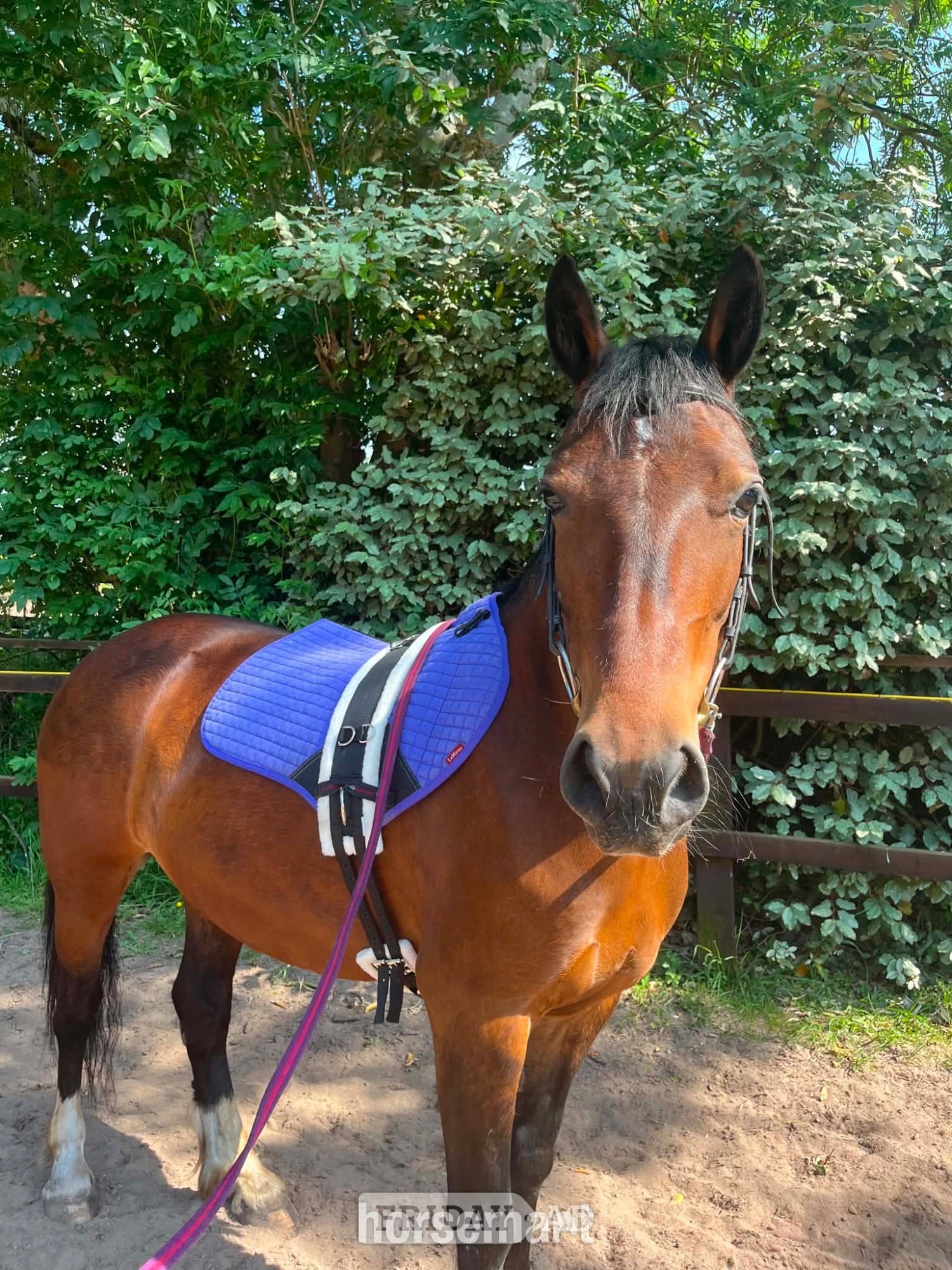 Stanley Common 14’2 Welsh D mare - Full loan 