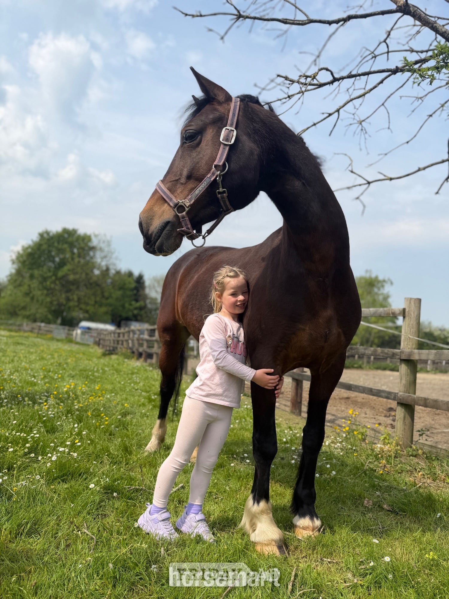 14’2 Welsh D mare - Full loan  - Horses