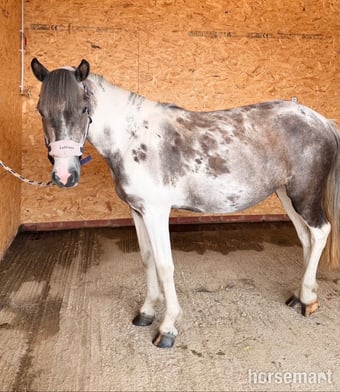 "Shallowater Mosaic " Dapple Grey Mare Pony Club Pony