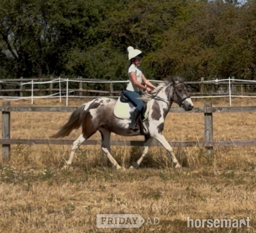 "Shallowater Mosaic " Dapple Grey Mare Pony Club Pony