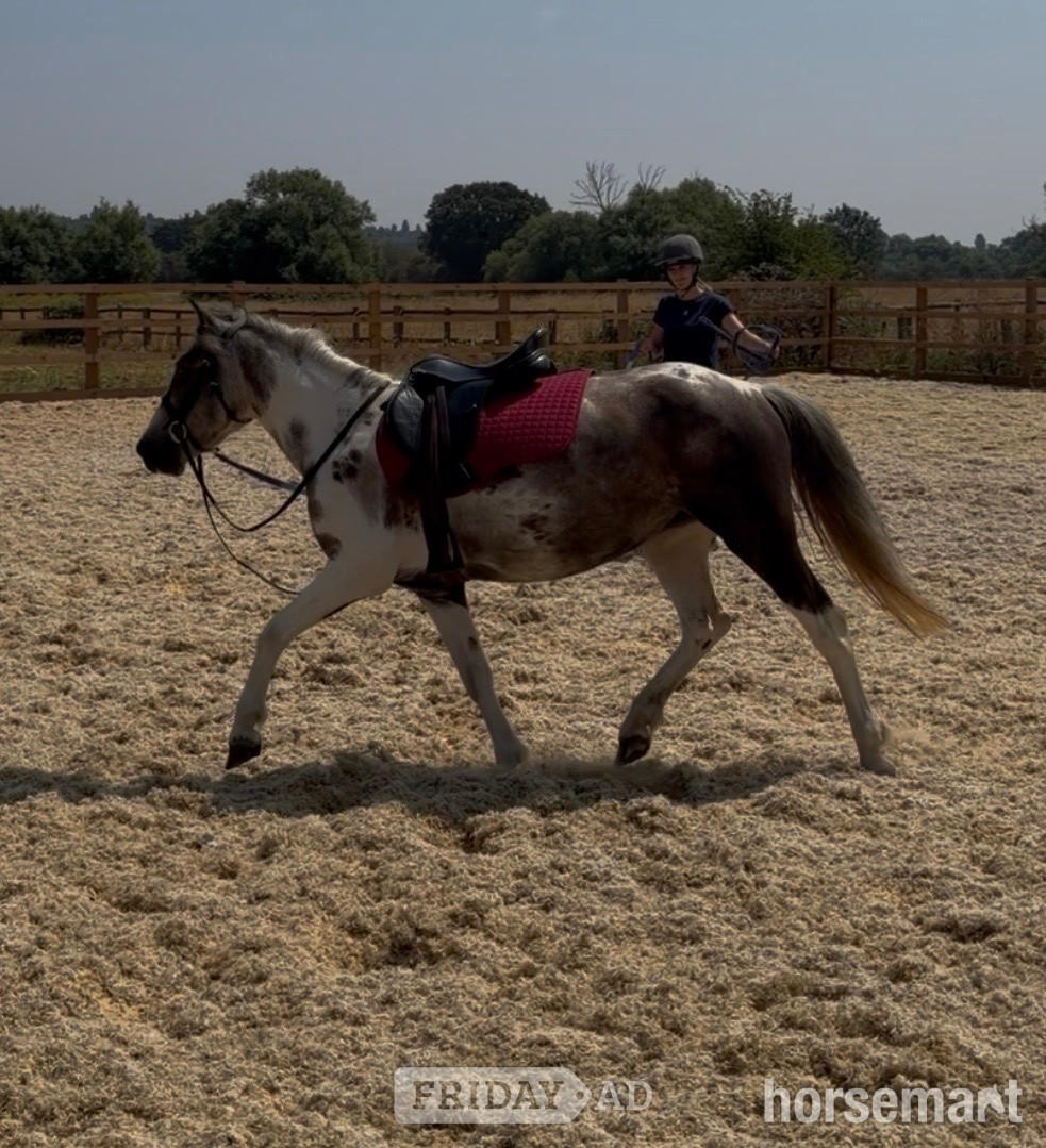 Soulbury "Shallowater Mosaic " Dapple Grey Mare Pony Club Pony