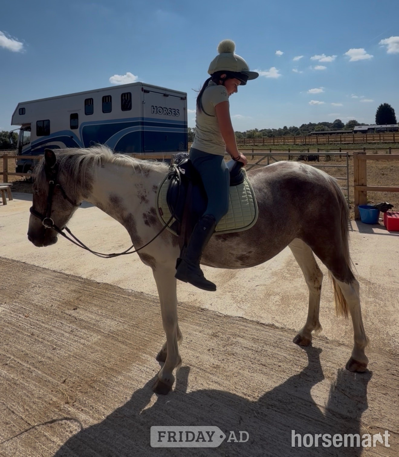"Shallowater Mosaic " Dapple Grey Mare Pony Club Pony - Horses in Soulbury