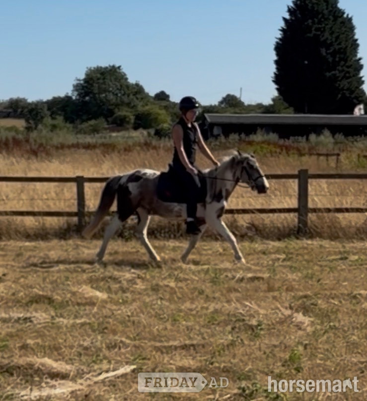 "Shallowater Mosaic " Dapple Grey Mare Pony Club Pony - Horses