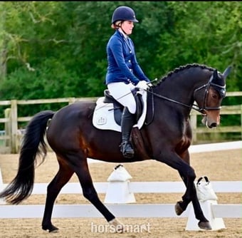 "Bella"  Mare All Rounder