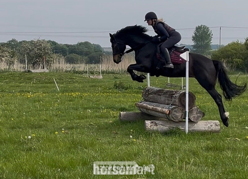 "Bella"  Mare All Rounder