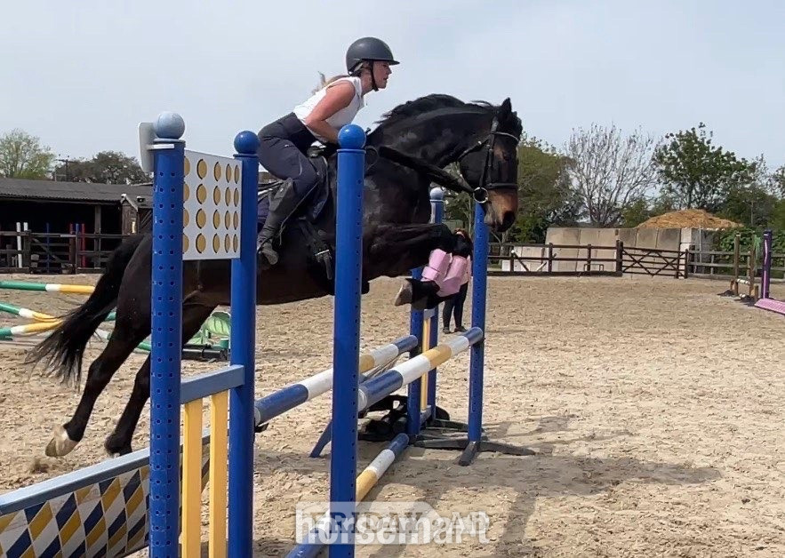 Christchurch "Bella"  Mare All Rounder