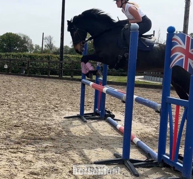 "Bella"  Mare All Rounder - Horses in Christchurch