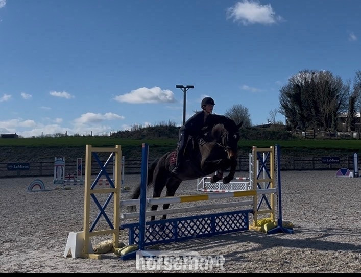"Bella"  Mare All Rounder - Horses