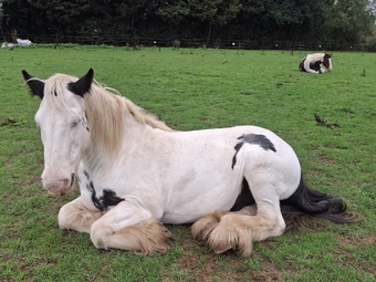 "Tommy ride &amp; drive " Piebald Gelding Cob/Heavy Horse