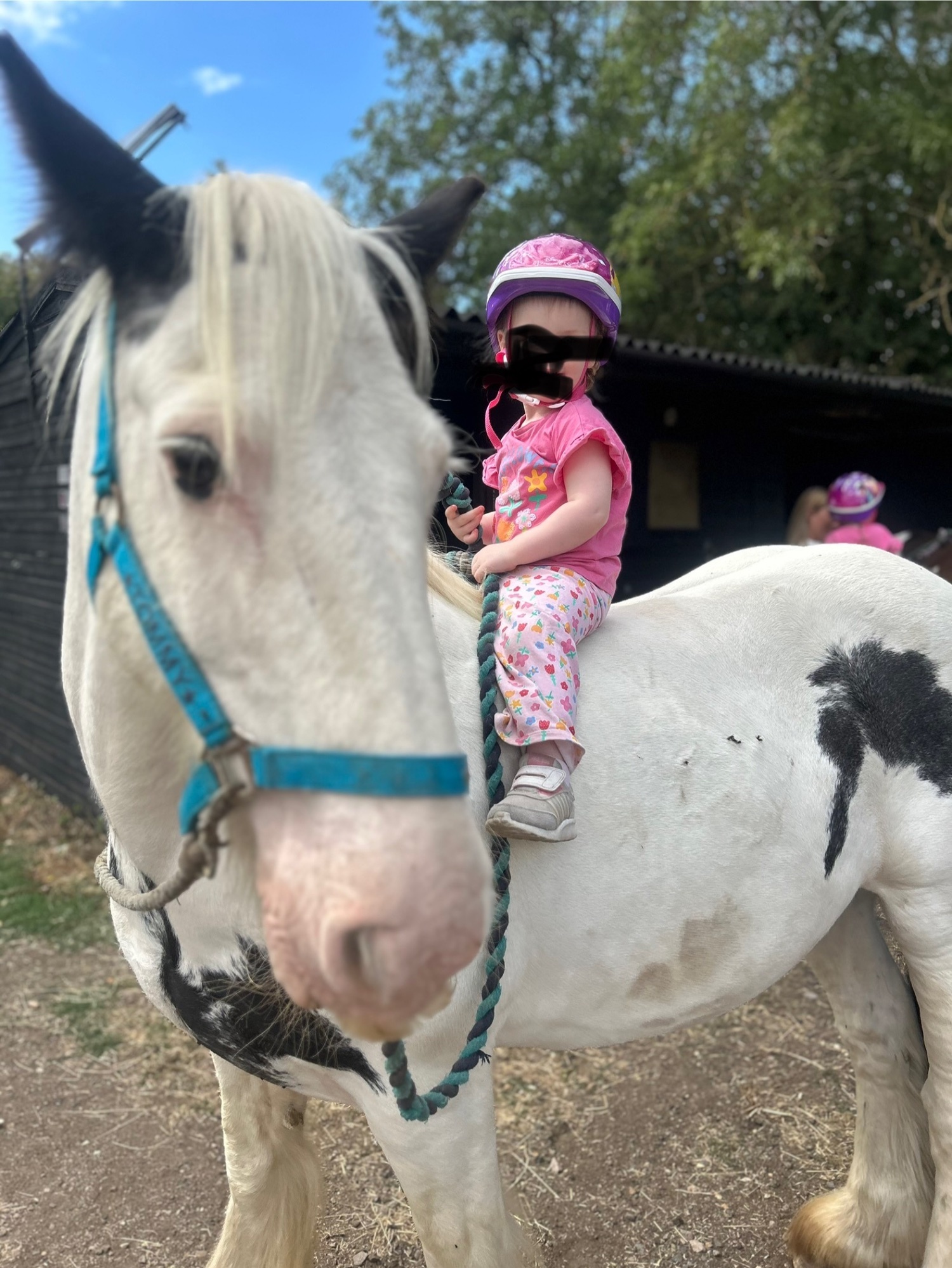 "Tommy ride &amp; drive " Piebald Gelding Cob/Heavy Horse