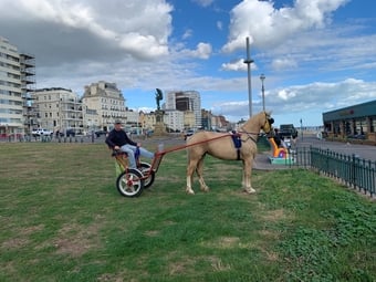 "Savannah" Palomino Mare All Rounder