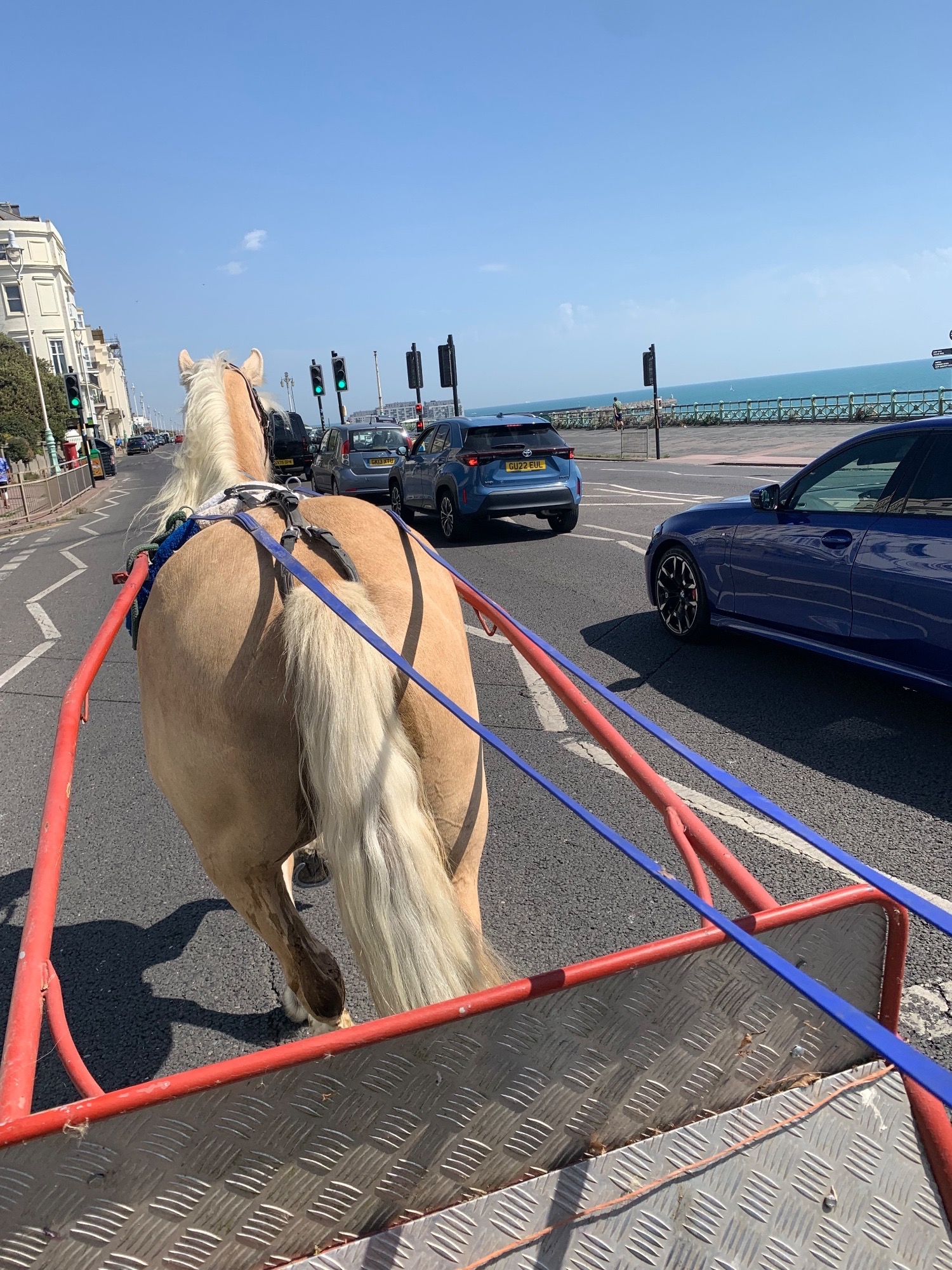 "Savannah" Palomino Mare All Rounder - Horses in Brighton