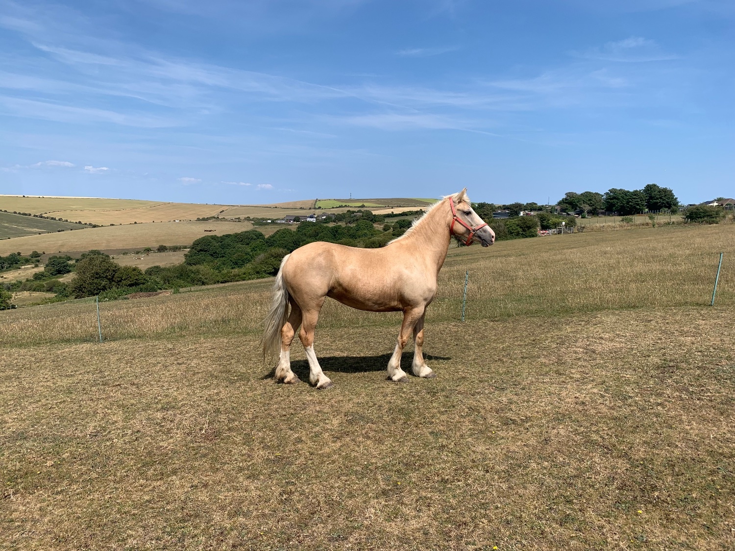 "Savannah" Palomino Mare All Rounder - Horses