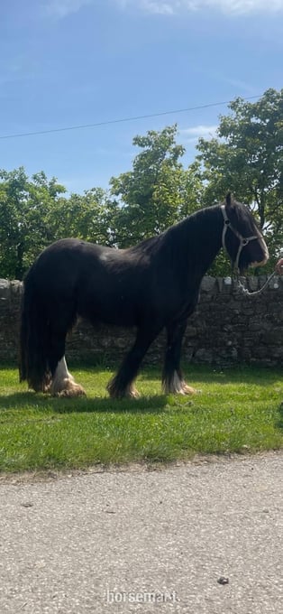 "Guiness" Black Gelding Cob/Heavy Horse